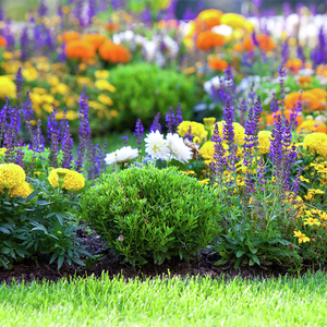 Product CLP - Garden - Plants
