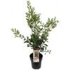 200mm Endeavour Bottlebrush - Callistemon citrinus