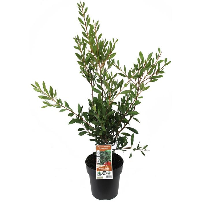 200mm Endeavour Bottlebrush - Callistemon citrinus