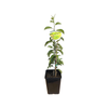 180mm Dwarf Apple Leprechaun - Malus domestica