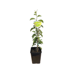 180mm Dwarf Apple Leprechaun - Malus domestica
