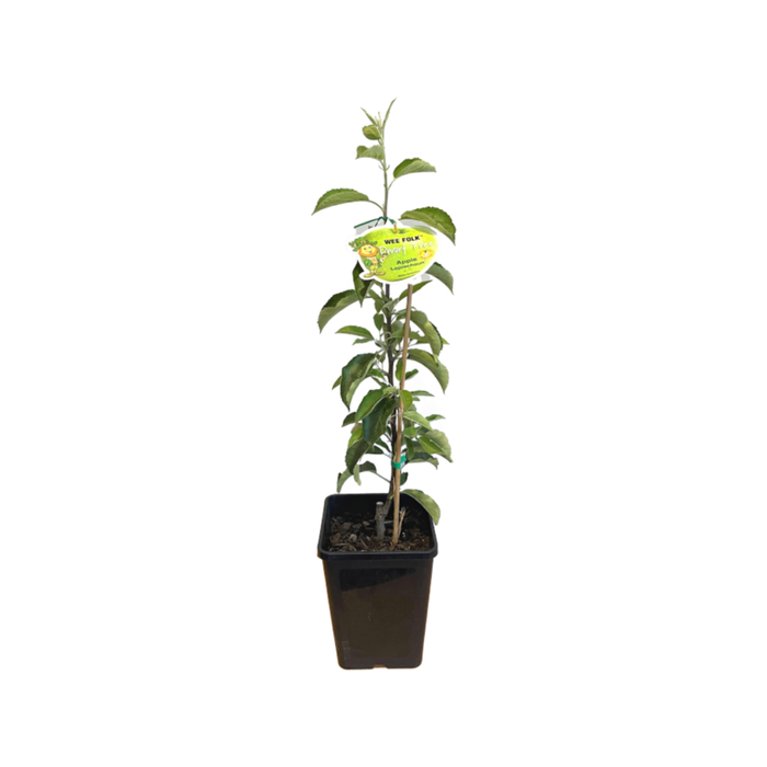 180mm Dwarf Apple Leprechaun - Malus domestica