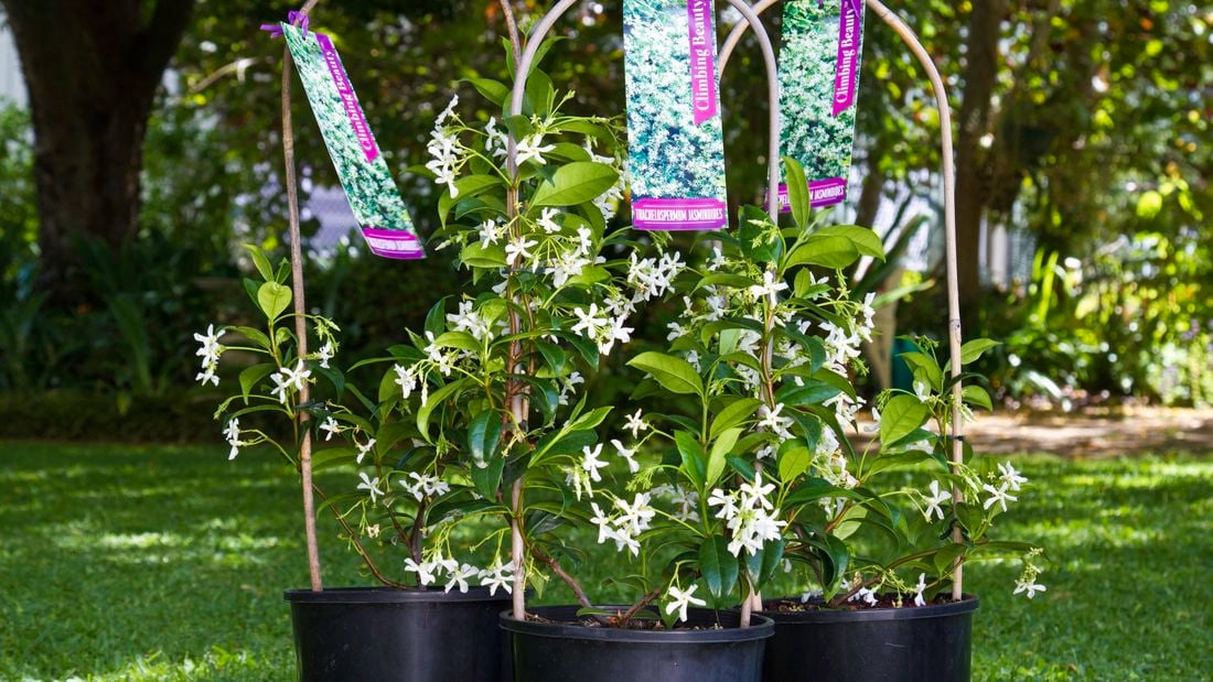 Climbing Beauty plants with small white flowers.