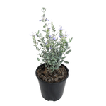 1.9L Teucrium Silver Box™ - Teucrium fruticans