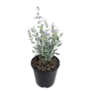 1.9L Teucrium Silver Box™ - Teucrium fruticans