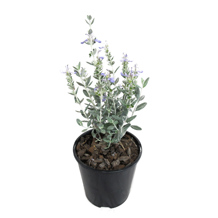 1.9L Teucrium Silver Box™ - Teucrium fruticans