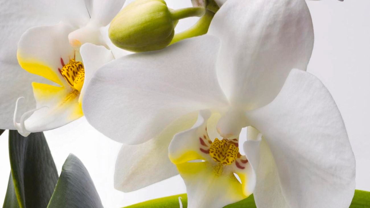 Close up of a white moth orchid.