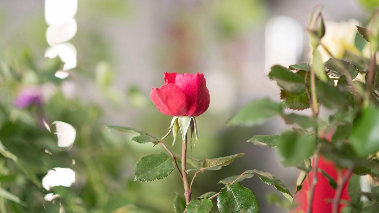 Rose plant with red rose buds.