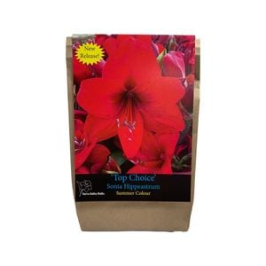 Yarra Valley Bulbs Hippeastrum Top Choice - 1 Pack