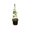 125mm Camphorifolia Hanging Basket - Hoya