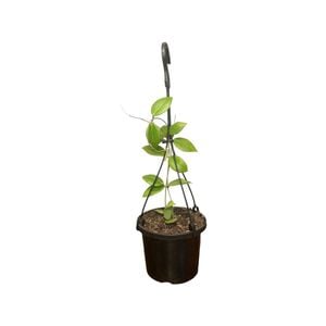 125mm Camphorifolia Hanging Basket - Hoya