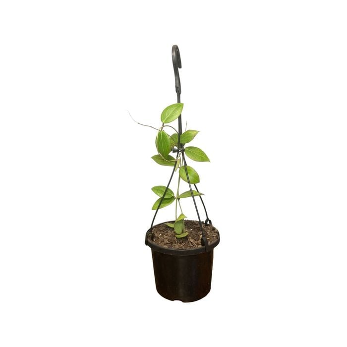 125mm Camphorifolia Hanging Basket - Hoya