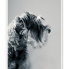 Galrie Captivating Canine Portrait - Black and White Dog Art Photography Print, Poster Only, A3 30 x 42cm (12 x 16inch)