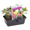 Snapdragon Shorty Punnet - Antirrhinum majus