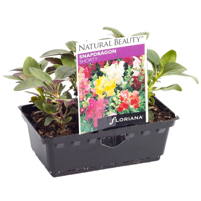 Snapdragon Shorty Punnet - Antirrhinum majus