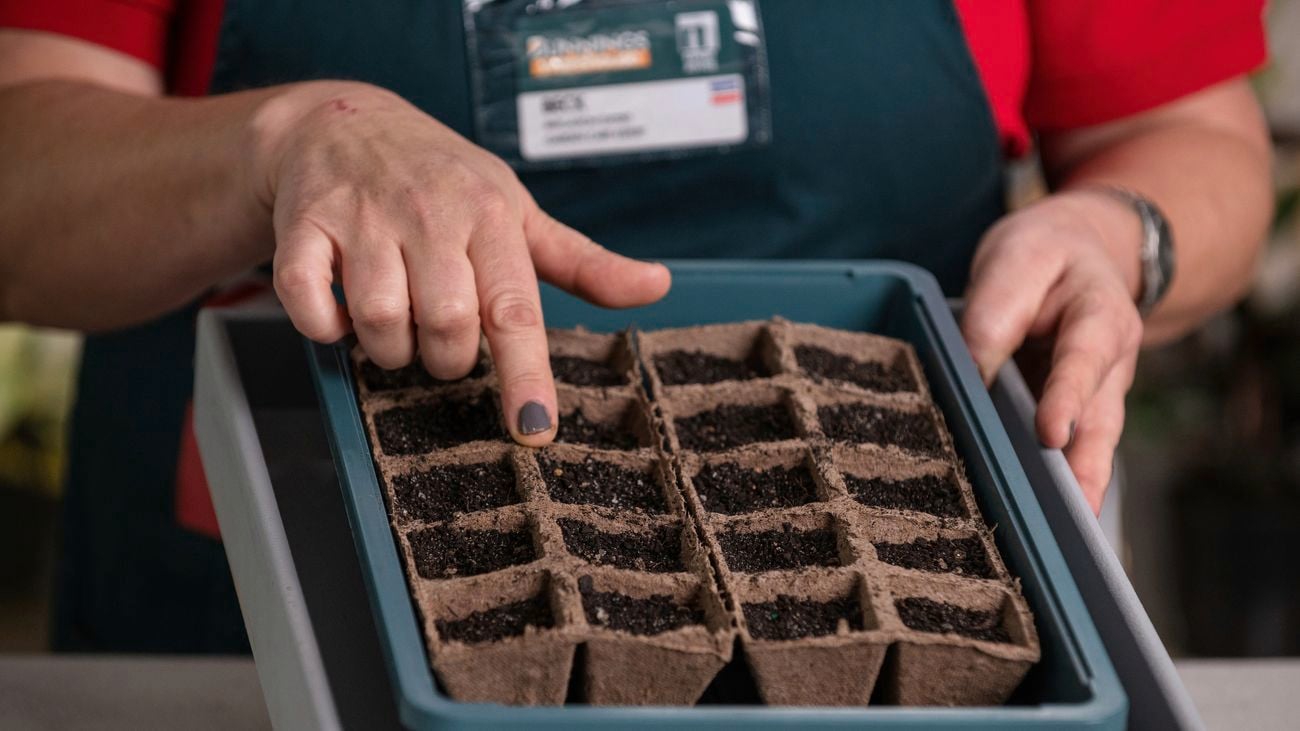 Growing Bay Trees from seeds