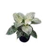 200mm Philodendron Birkin - Philodendron erubescens