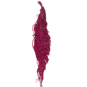 Blooms Of Joy 50-80cm Dark Pink Amaranthus Flowers
