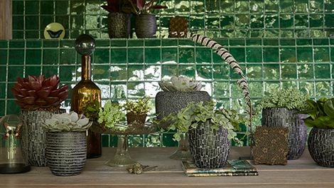 Various succulents in small pots