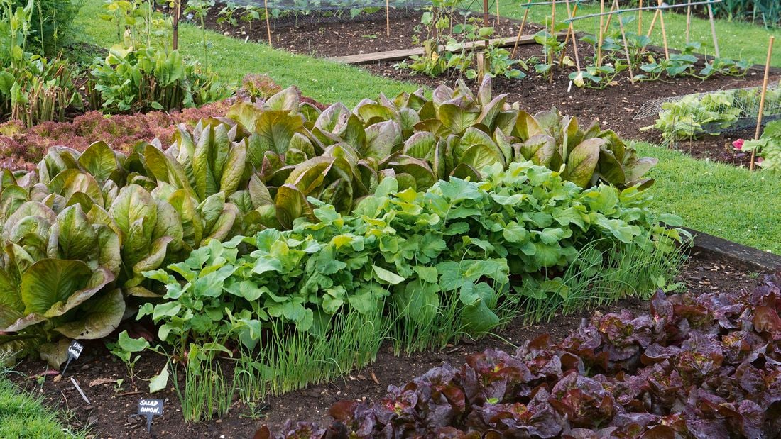 garden bed with leafy green vegetables growing