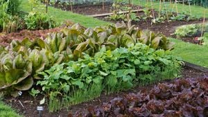 a garden bed with salad onions and other leafy green herbs planted