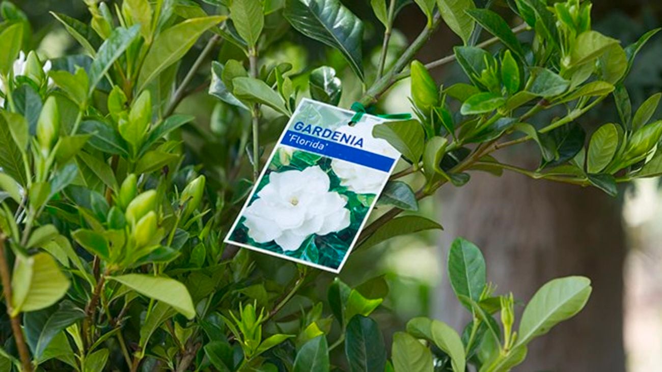 Gardenia.