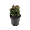 160mm Conifers Rockery Assorted - Coniferophyta