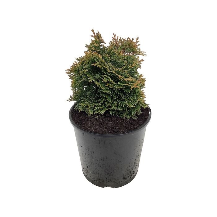 160mm Conifers Rockery Assorted - Coniferophyta