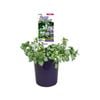 140mm Lamium - Lamium maculatum Snow n Frost