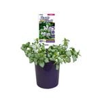 140mm Lamium - Lamium maculatum Snow n Frost