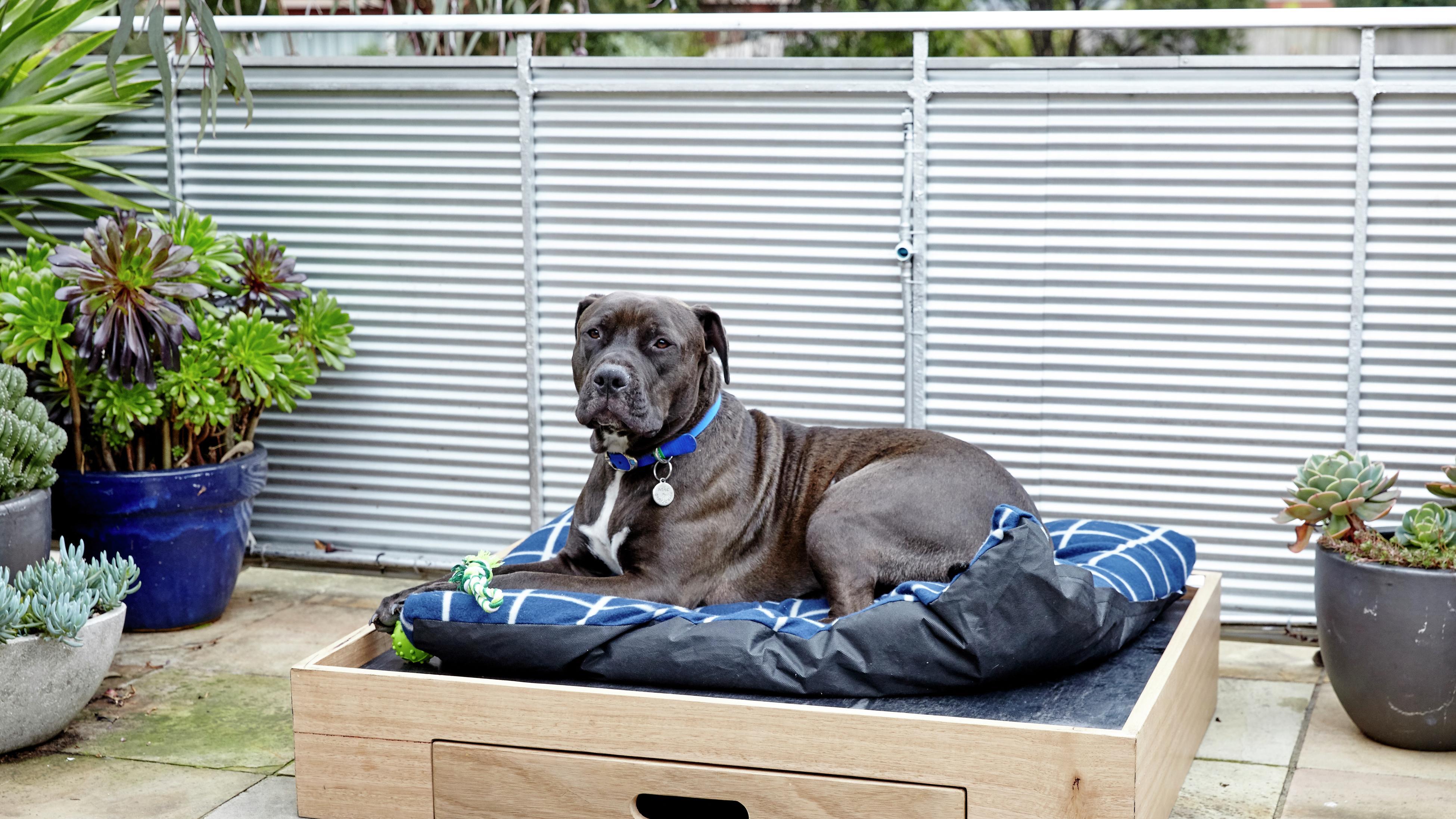 How To Make a D.I.Y. Dog Bed Bunnings Australia