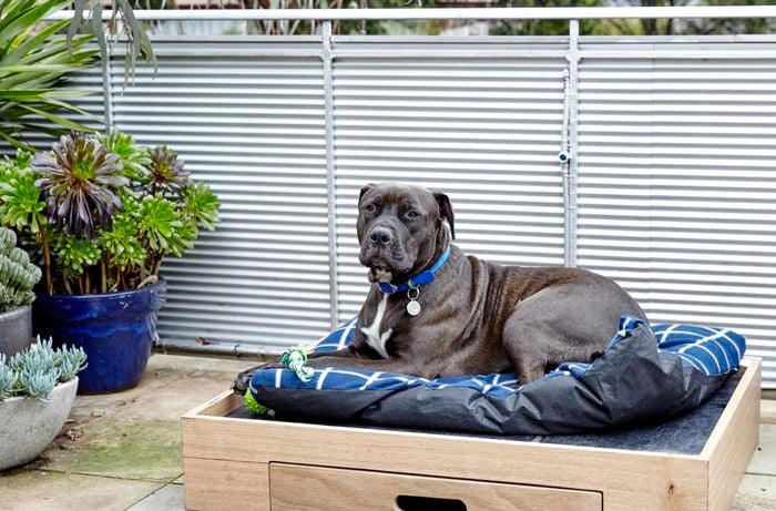 How To Make a D.I.Y. Dog Bed Bunnings Australia