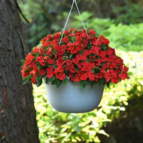 Imaptiens 'Red' looks brilliant in hanging baskets in a semi-shaded spot.