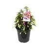 180mm Assorted Fuchsia