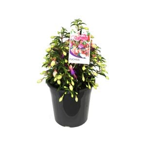 180mm Assorted Fuchsia