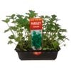 Punnet Parsley Italian - Grow Your Own Range