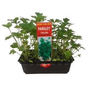 Punnet Parsley Italian - Grow Your Own Range