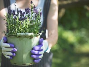 Person holding flowering lavender in a pot
