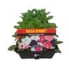 Punnet Petunia Mega Mix - Petunia hybrida - Mega Punnet Flowering Range