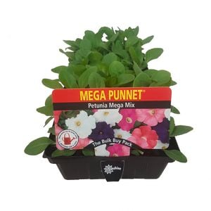 Punnet Petunia Mega Mix - Petunia hybrida - Mega Punnet Flowering Range
