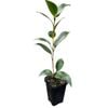 70mm Camellia Aspacia McArthur - Camellia japonica
