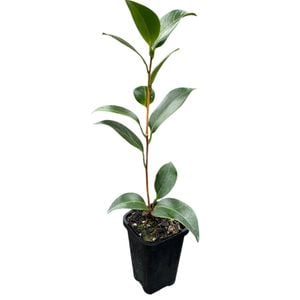 70mm Camellia Aspacia McArthur - Camellia japonica