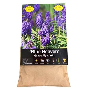 Yarra Valley Bulbs Muscari Blue Heaven - 20 Pack