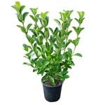 4L Viburnum Dense Fence - Viburnum O. Dense Fence