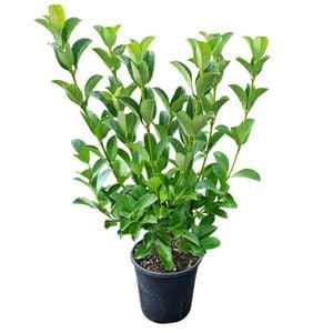 4L Viburnum Dense Fence - Viburnum O. Dense Fence