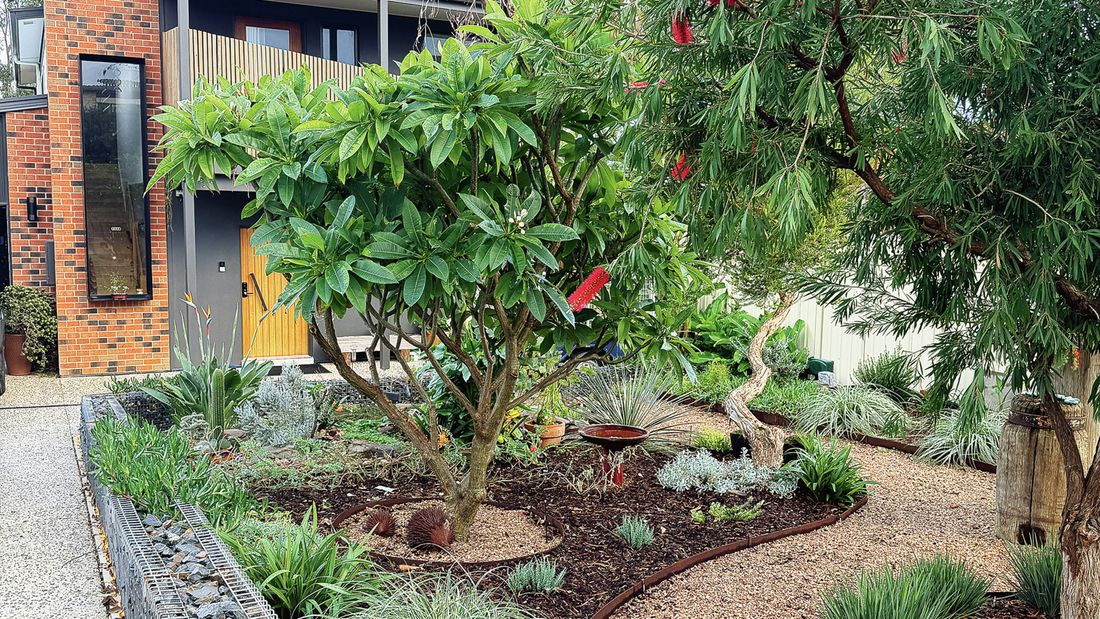 A modern house with a gravel path winding through a garden featuring native plants and a bottle-brush tree