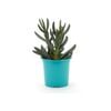 105mm Bright and Easy - Carpobrotus Rossii