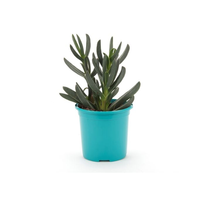 105mm Bright and Easy - Carpobrotus Rossii