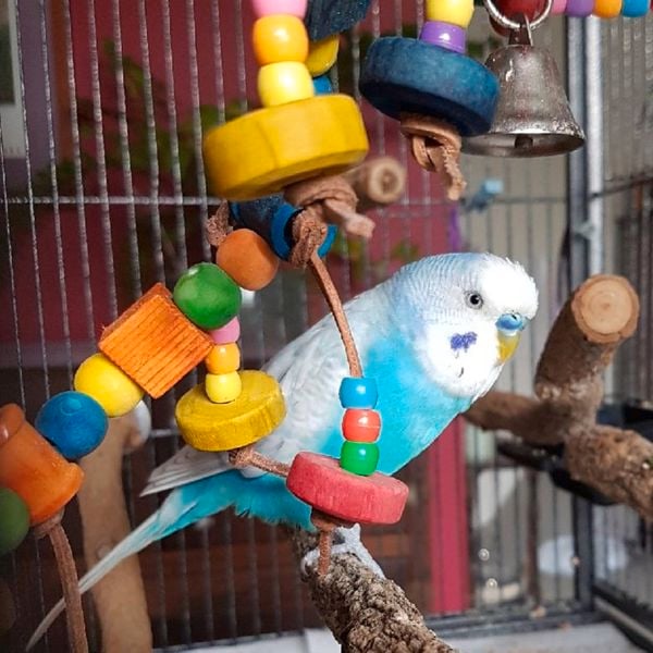A blue and white budgerigar perched inside a cage, surrounded by colourful wooden toys and beads.