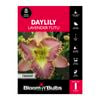 Bloomin' Bulbs Daylily Lavender Tutu - 1 Pack